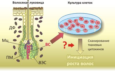 Укрепление волосяных фолликул