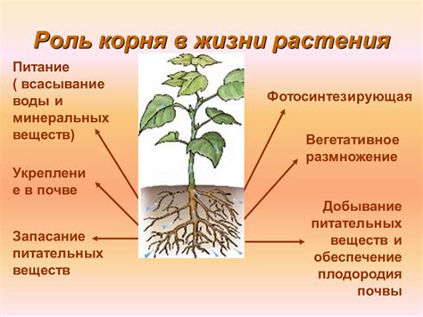 Укрепление растения