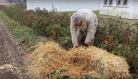 Укрывание гиацинтов на зиму