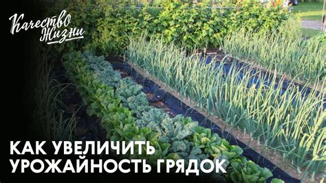 Укрывание грядок как способ увеличить урожайность