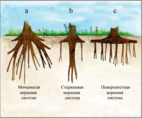 Укрытие корневой системы