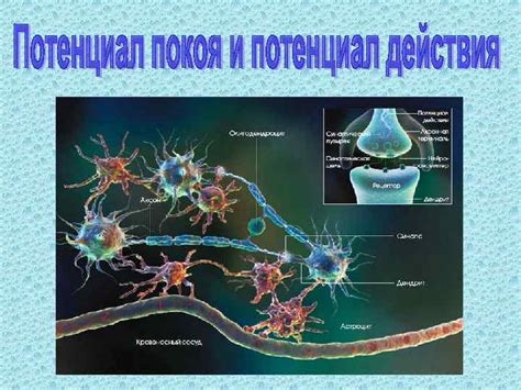 Улучшает микроциркуляцию и питание нервных клеток