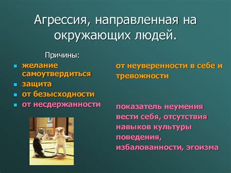 Улучшение поведения бычков: агрессивность и территориальность