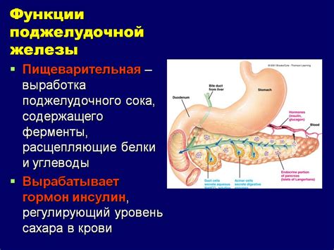 Улучшение функции поджелудочной железы