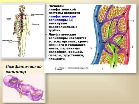 Улучшение циркуляции крови и лимфы