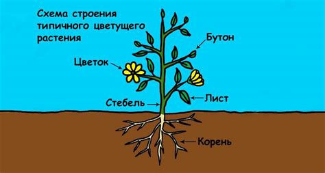 Уникальная структура клеточного строения растений