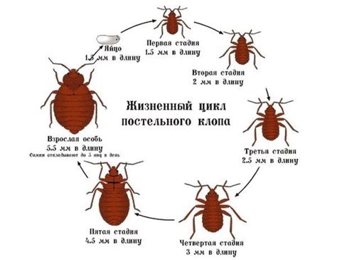 Уничтожение клопов – длительный и многоэтапный процесс