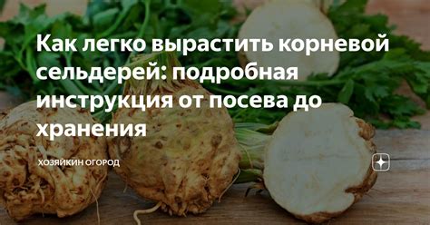 Употребление листьев корневого сельдерея: