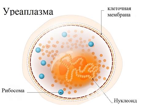 Уреаплазма: передача и симптомы