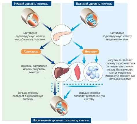 Усвоение глюкозы и регуляция уровня сахара в крови