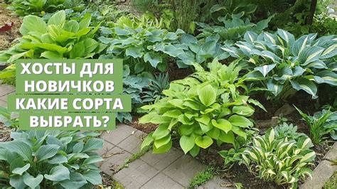 Условия почвы для посадки хосты