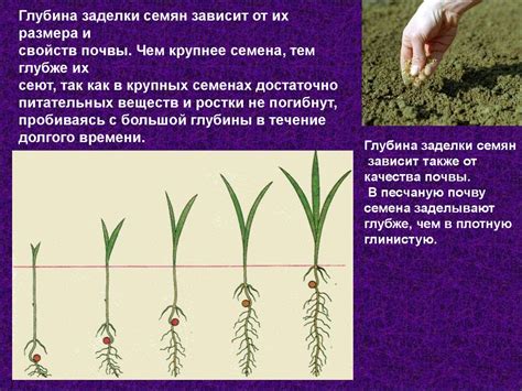 Условия прорастания семян