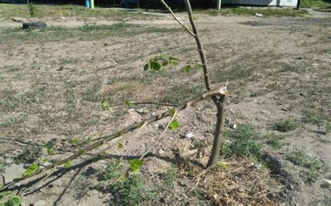 Устранение поврежденных и больных веток