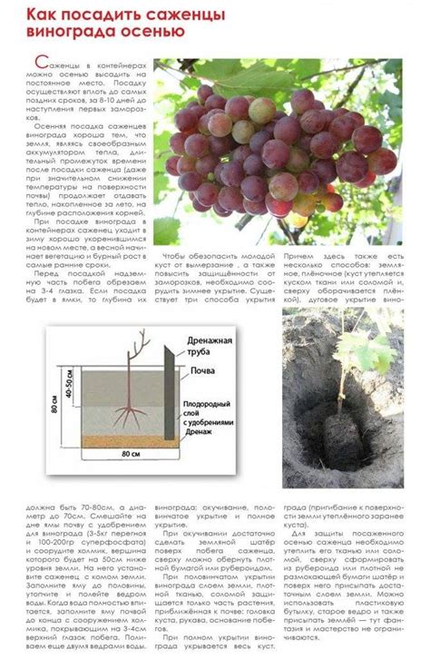 Уход за имбирными растениями на Урале