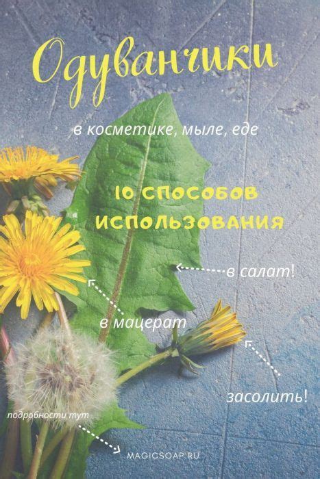 Уход за компостом одуванчиков в процессе разложения