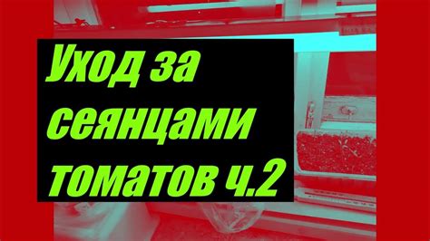 Уход за сеянцами: полив, освещение, температурный режим