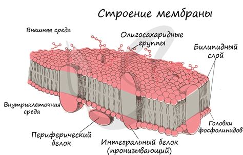 Участие клеточной мембраны в репродукции