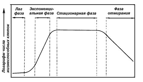 Фаза активного роста