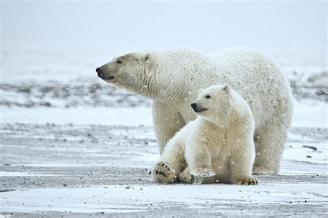 Факты и мифы о белых медведях