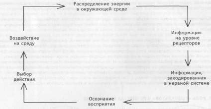 Физиологические основы зрительного восприятия