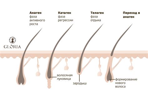 Физиологические особенности роста волос у подростков