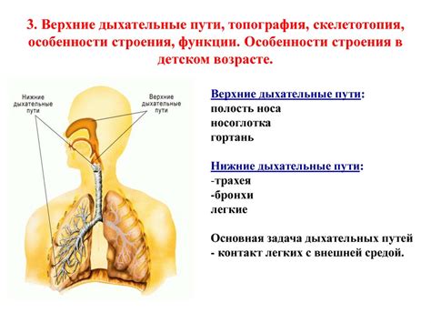 Физиологические особенности ушей