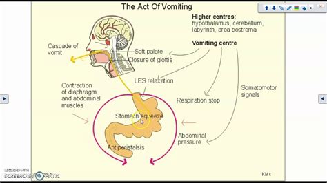 Физиологический процесс рвотного рефлекса
