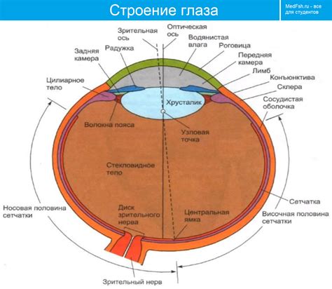 Физиология глаз