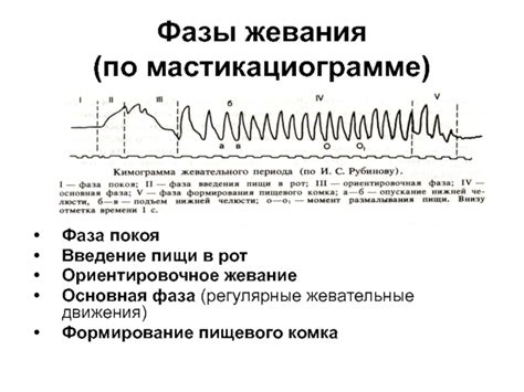 Физиология пищеварения и влияние жевания