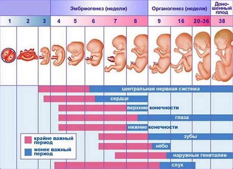 Физическое развитие и забеременеть в 12 лет