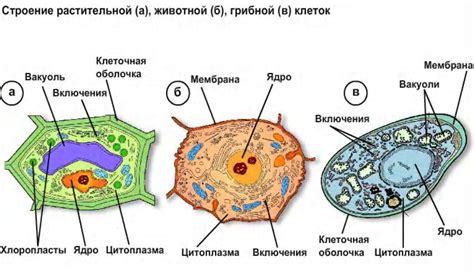 Функции клеточной оболочки грибов