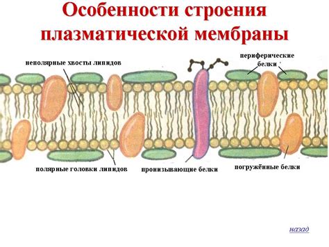 Функции мембраны в защите клеток от вредных веществ и патогенов