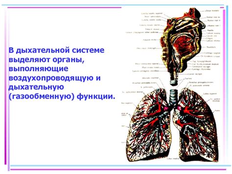 Функции нейронов в дыхательной системе