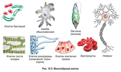 Функции нервных клеток в организме