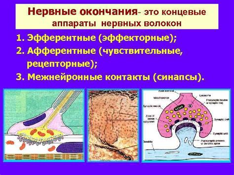 Функции нервных окончаний