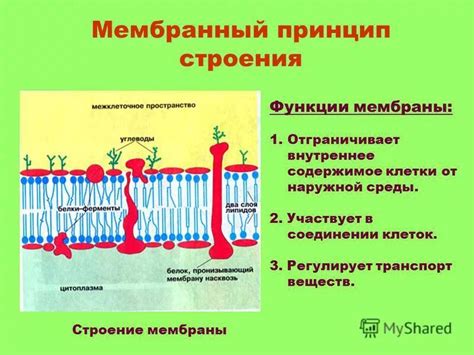 Функции оболочки клетки