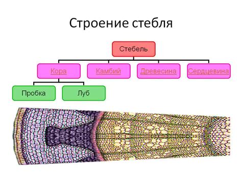 Функции стебля мхов: поддержка и транспорт