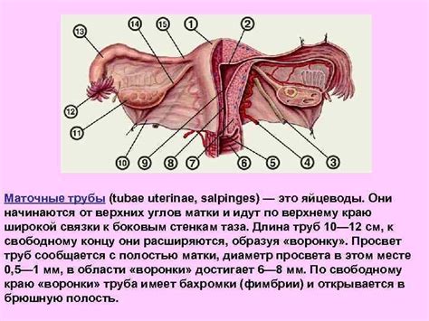 Характеристика влагалища у женщин разного роста