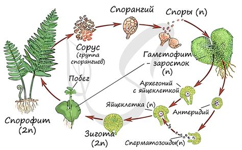 Циклы жизни папоротника