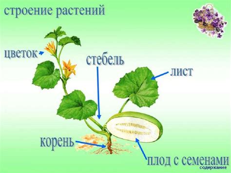 Что делать с отрезанными частями растения