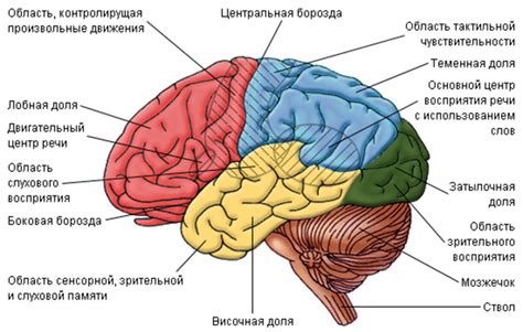 Что известно о подкорке и мозговых процессах говорящего?