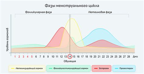 Что определяет начало менструации?