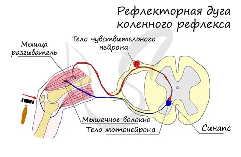 Что такое архаические рефлексы?