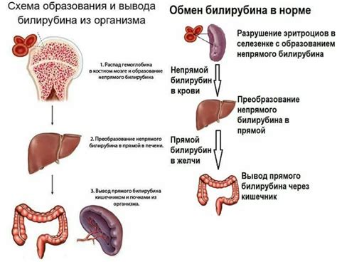 Что такое билирубин и его роль в организме?