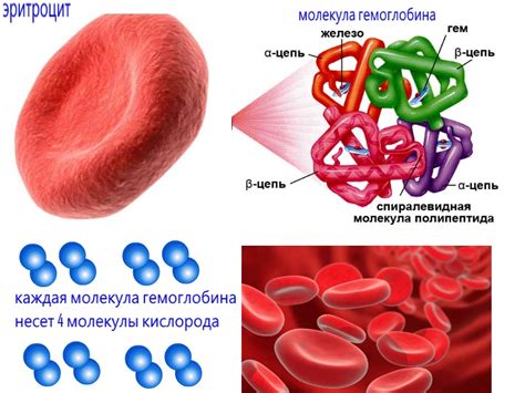 Что такое гемоглобин? Почему он важен для организма?