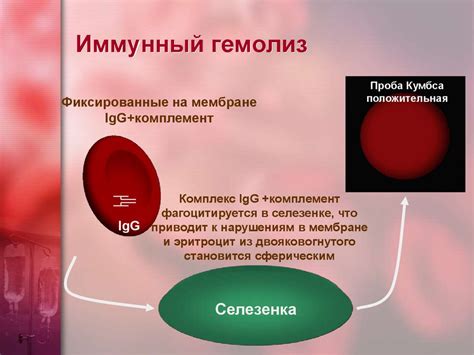 Что такое гемолиз?