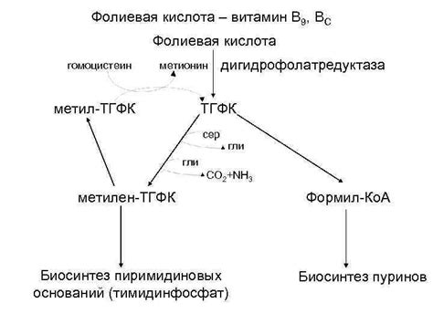 Что такое дефицит ли фолиевой кислоты и как его предотвратить?