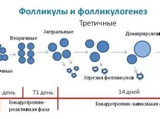 Что такое доминантный фолликул?