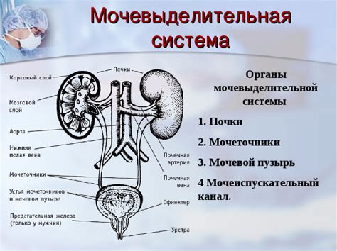 Что такое моча и как она образуется?