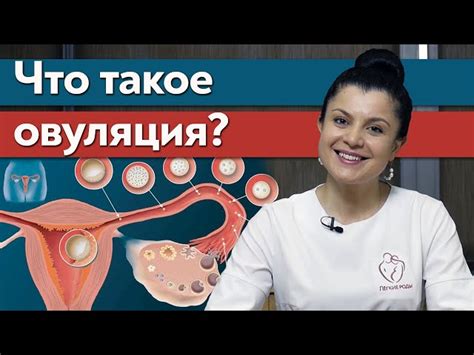 Что такое овуляция и как она происходит